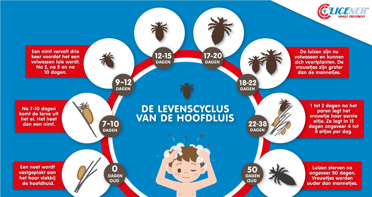 Hoofdluis Informatie Informatie Over Luizen Neten In 10 Min Luisvrij Hoofdluis Informatie Informatie Over Luizen Neten In 10 Min Luisvrij